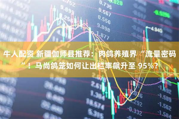 牛人配资 新疆伽师县推荐：肉鸽养殖界 “流量密码”！马尚鸽笼如何让出栏率飙升至 95%？